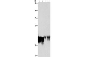 Western Blotting (WB) image for anti-Ancient Ubiquitous Protein 1 (Aup1) antibody (ABIN2429164) (Ancient Ubiquitous Protein 1 anticorps)