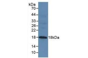 Figure. (MUC1 anticorps  (AA 1098-1255))