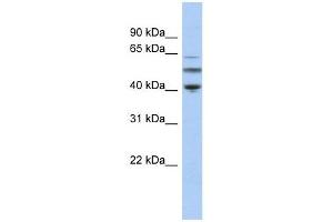 alpha Tubulin 3C antibody used at 1 ug/ml to detect target protein.