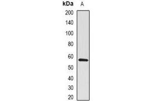Western blot analysis of BMPR1B expression in mouse brain (A) whole cell lysates.
