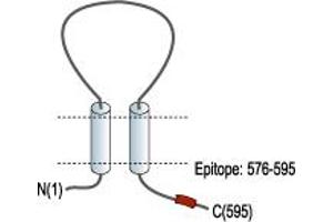 Representative domain view of the target of ABIN7885345.