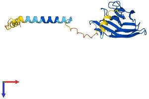 AlphaFold protein structure predicition of Human Recombinant TNF Protein, UniprotID P01375