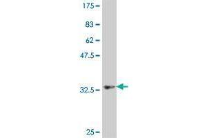 Western Blot detection against Immunogen (37.