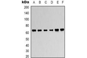 Western blot analysis of AMPK alpha 1 expression in Hela (A), 293T (B), C2C12 (C), NIH3T3 (D), rat heart (E), rat brain (F) whole cell lysates. (PRKAA1 anticorps)