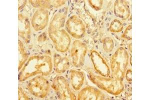 Immunohistochemistry of paraffin-embedded human kidney tissue using ABIN7158728 at dilution of 1:100 (KDM1B anticorps  (AA 451-544))