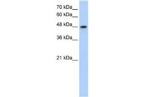 WB Suggested Anti-MAT1A Antibody  Titration: 1. (MAT1A anticorps  (N-Term))
