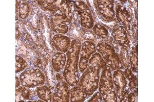 IHC-P Image BZW2 antibody detects BZW2 protein at cytosol on mouse kidney by immunohistochemical analysis.