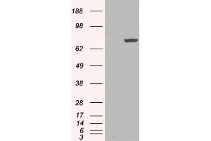 HEK293 overexpressing PADI4 (ABIN5453810) and probed with ABIN185308 (mock transfection in first lane).