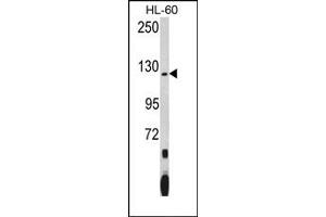 Image no. 1 for anti-Pumilio Homolog 1 (PUM1) (N-Term) antibody (ABIN360015)
