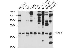 Western blot analysis of extracts of various cell lines, using SEC11A antibody (ABIN6133117, ABIN6147478, ABIN6147479 and ABIN6214843) at 1:1000 dilution. (SEC11A anticorps  (AA 37-145))