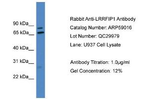 WB Suggested Anti-LRRFIP1  Antibody Titration: 0. (LRRFIP1 anticorps  (Middle Region))
