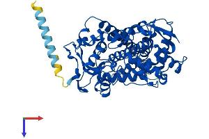 AlphaFold protein structure predicition of Human Recombinant CYP2A6 Protein, UniprotID P11509
