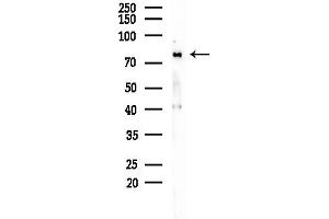 anti-A Kinase (PRKA) Anchor Protein 8 (AKAP8) (Internal Region) antibody