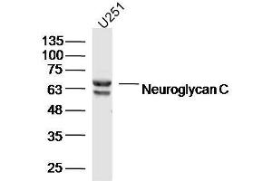 Human U251 cells probed with Neuroglycan C Polyclonal Antibody, unconjugated  at 1:300 overnight at 4°C followed by a conjugated secondary antibody at 1:10000 for 90 minutes at 37°C. (CSPG5 anticorps  (AA 351-450))