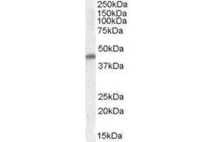 Western Blotting (WB) image for anti-NK2 Homeobox 5 (NKX2-5) (Internal Region) antibody (ABIN2464154) (NK2 Homeobox 5 anticorps  (Internal Region))
