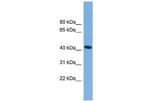 WB Suggested Anti-MAPT  Antibody Titration: 0. (MAPT anticorps  (Middle Region))