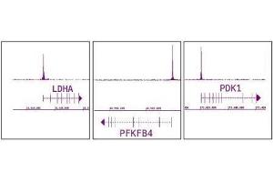 Western Blotting (WB) image for anti-Hypoxia Inducible Factor 1, alpha Subunit (Basic Helix-Loop-Helix Transcription Factor) (HIF1A) (N-Term) antibody (ABIN2668236)