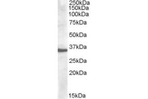 Image no. 1 for anti-Apolipoprotein F (APOF) (C-Term) antibody (ABIN375003) (Apolipoprotein F anticorps  (C-Term))