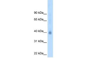 Western Blot showing NR2F2 antibody used at a concentration of 2. (NR2F2 anticorps  (N-Term))