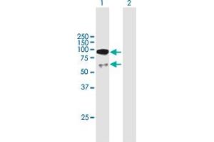 Western Blot analysis of UTP3 expression in transfected 293T cell line by UTP3 MaxPab polyclonal antibody. (UTP3 anticorps  (AA 1-479))