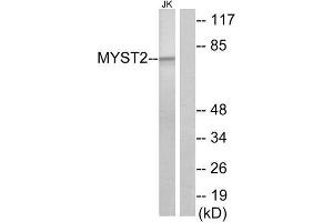 Western Blotting (WB) image for anti-MYST Histone Acetyltransferase 2 (MYST2) (Internal Region) antibody (ABIN1849063) (MYST2 anticorps  (Internal Region))