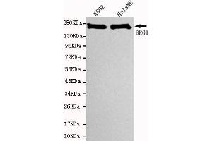 Western blot detection of SBRG1 in Hela NE and K562 cell lysates using BRG1 mouse mAb (1:1000 diluted).