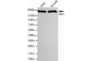 Western blot detection of SBRG1 in Hela NE and K562 cell lysates using BRG1 mouse mAb (1:1000 diluted). (SMARCA4 anticorps)