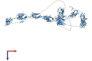AlphaFold protein structure predicition of Human Recombinant MYBPC1 Protein, UniprotID Q00872