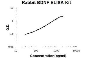 Rabbit BDNF PicoKine ELISA Kit standard curve (BDNF Kit ELISA)