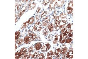 Immunohistochemistry of paraffin-embedded human stomach using DTNBP1 antibody (ABIN7266870) at dilution of 1:100 (40x lens). (DTNBP1 anticorps  (AA 1-351))