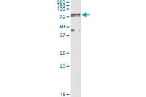 Immunoprecipitation of LOXL1 transfected lysate using anti-LOXL1 MaxPab rabbit polyclonal antibody and Protein A Magnetic Bead , and immunoblotted with LOXL1 purified MaxPab mouse polyclonal antibody (B01P) .