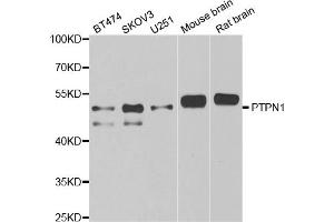 Western blot analysis of extracts of various cell lines, using PTPN1 antibody (ABIN5970769) at 1/1000 dilution. (PTPN1 anticorps)