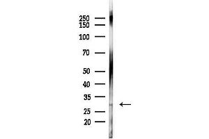 Western blot analysis of lysates from HepG2 cells(starvation,24h treatment), using Phospho-EIF3J (Ser127) Antibody at 1/1000 dilution. (EIF3S1 anticorps  (pSer127))