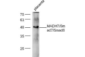 Mouse placenta lysate probed with Anti-Smad7 + Smad6 Polyclonal Antibody  at 1:5000 90min in 37˚C. (SMAD7 anticorps  (AA 1-100))
