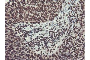 Image no. 3 for anti-Fragile X Mental Retardation 1 (FMR1) (AA 36-279) antibody (ABIN1491454)