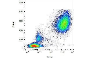 Flow cytometry analysis (surface staining) of CD65 in human peripheral blood with anti-CD65 (VIM8) FITC. (CD65 anticorps (FITC))
