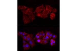 Immunofluorescence analysis of HepG2 cells using Perilipin-2 Rabbit pAb (ABIN6127414, ABIN6145773, ABIN6145774 and ABIN6221871) at dilution of 1:50 (40x lens).