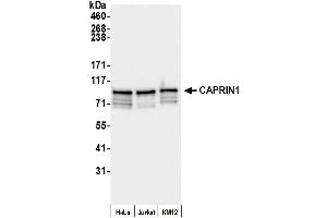 Western Blotting (WB) image for anti-Cell Cycle Associated Protein 1 (Caprin-1) (AA 550-600) antibody (ABIN7450064)