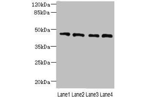 Western blot All lanes: NOL4L antibody at 0. (NOL4L (AA 101-300) anticorps)