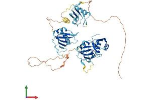AlphaFold protein structure predicition of Mouse Recombinant Ptbp2 Protein, UniprotID Q91Z31