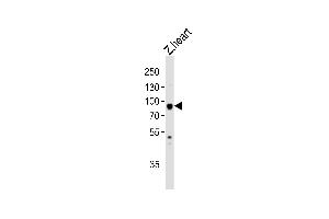Western blot analysis of lysate from zebra fish heart tissue lysate, using (DANRE) hsp90a.