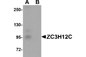 Western Blotting (WB) image for anti-Zinc Finger CCCH-Type Containing 12C (ZC3H12C) (N-Term) antibody (ABIN1031674) (ZC3H12C anticorps  (N-Term))