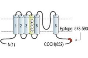 Representative domain view of the target of ABIN7043503.
