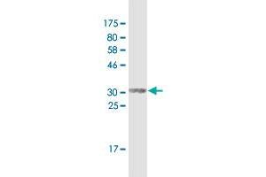 Western Blot detection against Immunogen (34. (SPRR2F anticorps  (AA 1-72))