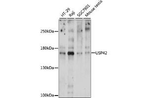Western blot analysis of extracts of various cell lines, using USP42 antibody (ABIN7271163) at 1000 dilution.