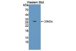 Western Blotting (WB) image for anti-Granzyme B (GZMB) (AA 21-247) antibody (ABIN1868305)