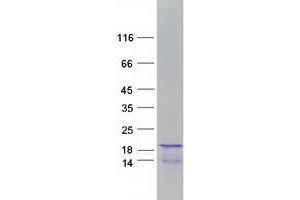 Validation with Western Blot