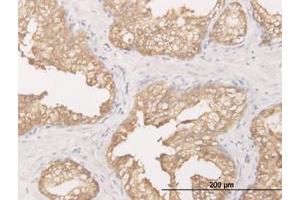 Image no. 1 for anti-Dicarbonyl/L-Xylulose Reductase (DCXR) (AA 145-245) antibody (ABIN599244) (DCXR anticorps  (AA 145-245))