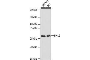 Western blot analysis of extracts of various cell lines, using FHL2 Rabbit mAb (ABIN7267254) at 1:1000 dilution. (FHL2 anticorps)