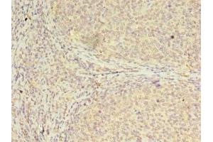 Immunohistochemistry of paraffin-embedded human tonsil tissue using ABIN7147697 at dilution of 1:100